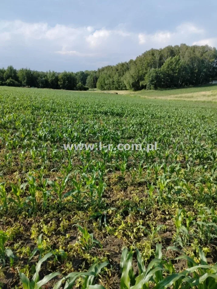 Działka 802 m² — Żory, Rój - zdjecie 3